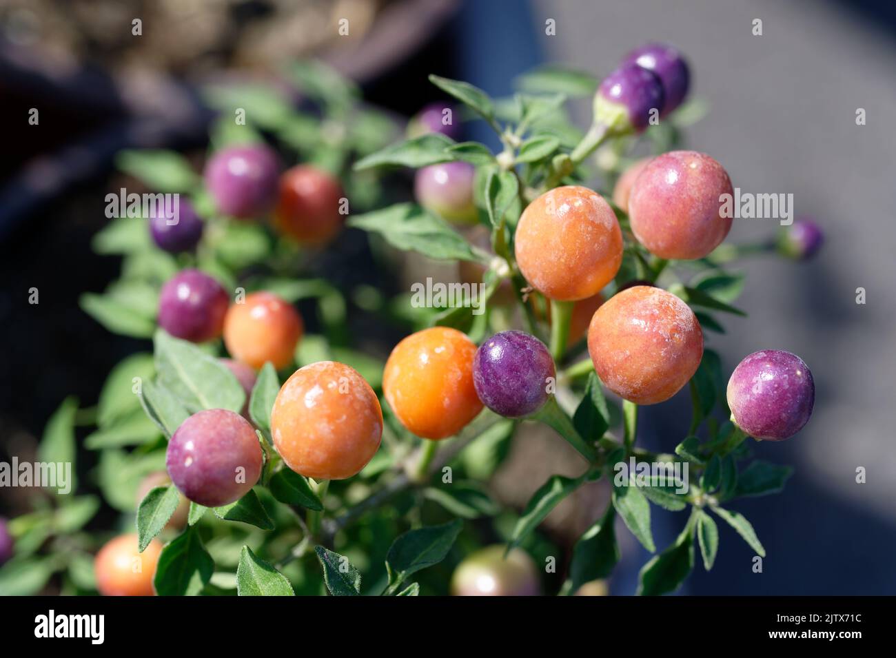 Ornamental pepper hi-res stock photography and images - Page 2 - Alamy