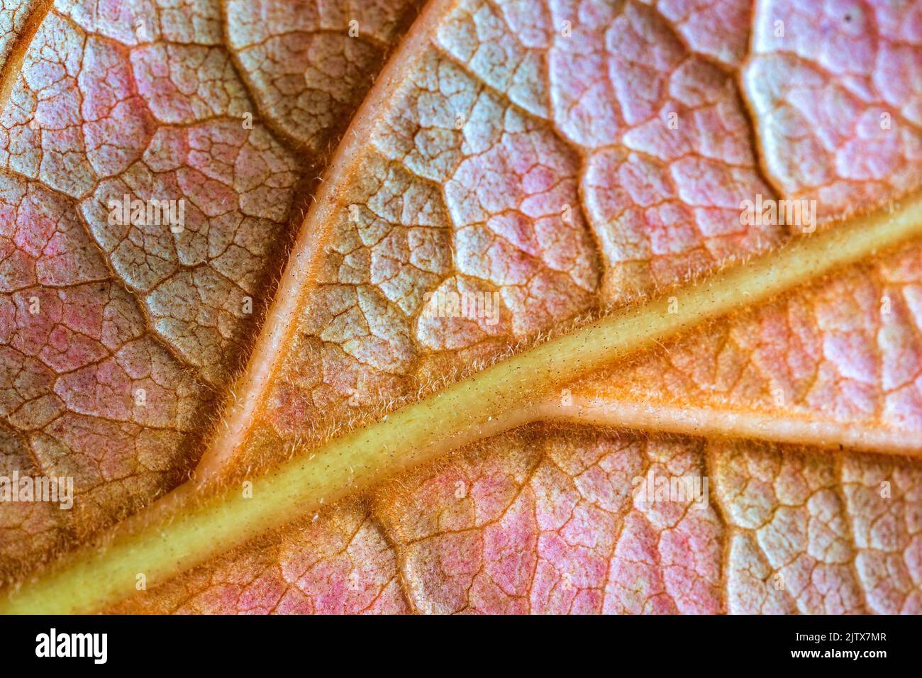 Amazing macro detail of leaf structure. Stock Photo