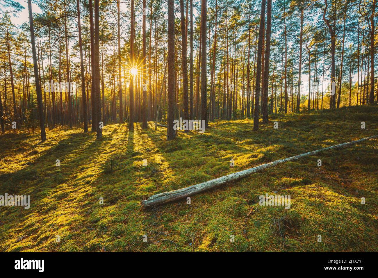 Belarus. Beautiful Sunset Sunrise Sun Sunshine In Sunny Summer Coniferous Forest. Sunlight Sunrays Shine Through Woods In Forest Landscape. Stock Photo