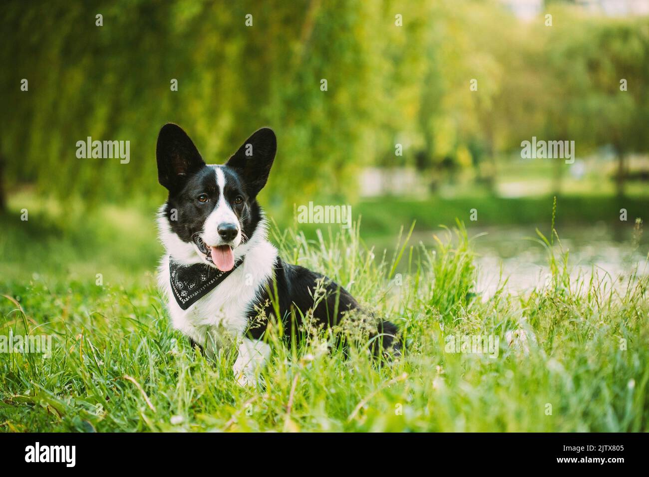 Funny Cardigan Welsh Corgi Dog Sitting In Green Summer Grass Near Lake Under Tree Branches In Park. Welsh Corgi Is A Small Type Of Herding Dog That Stock Photo