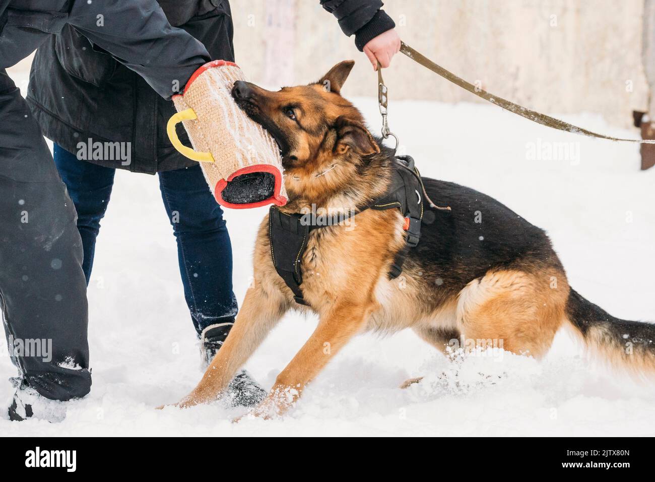 Training Of Purebred German Shepherd Young Dog Or Alsatian Wolf Dog. Attack And Defence. Winter Season. Stock Photo