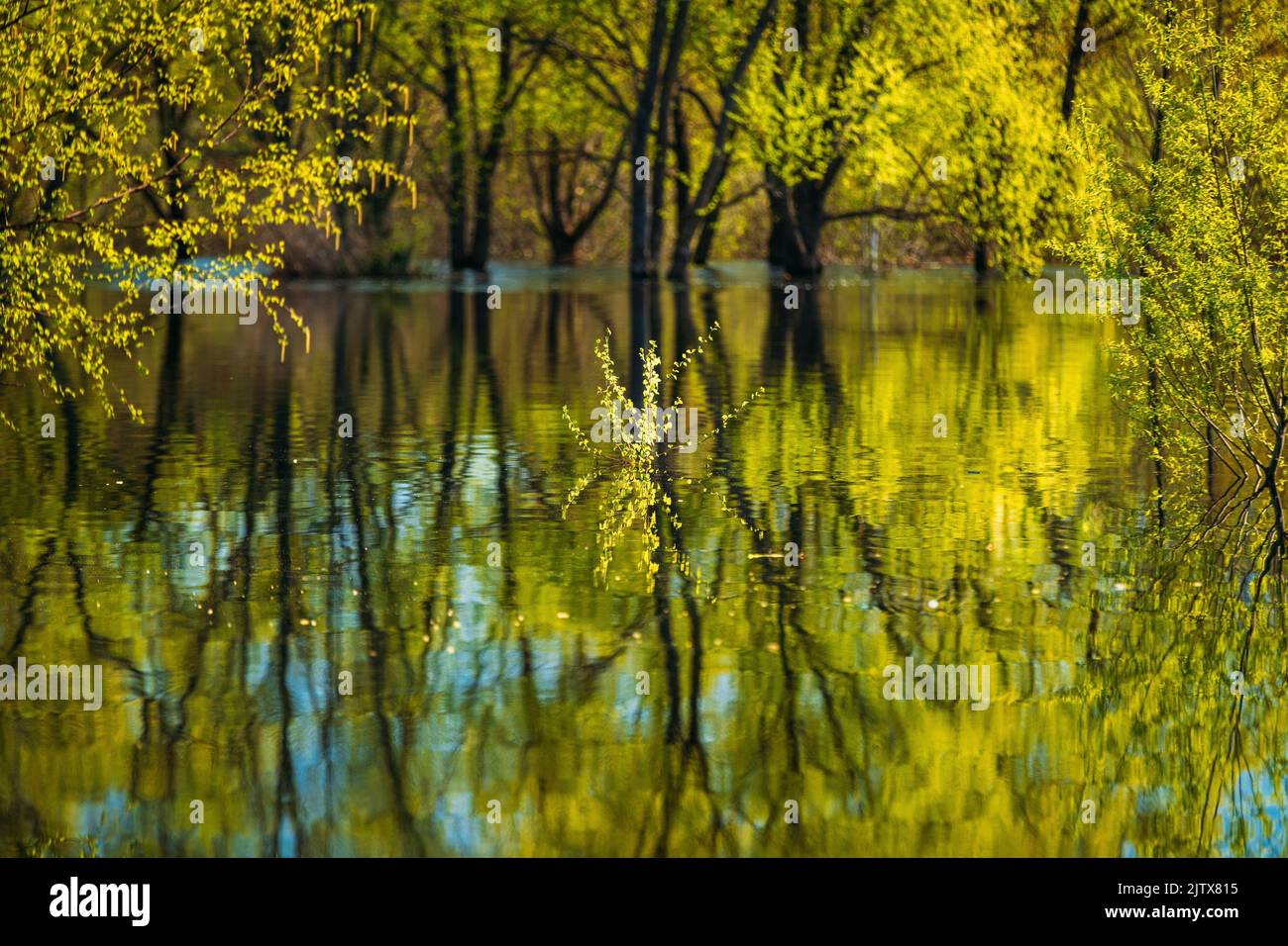 Trees that Standing In Water During Spring Flood floodwaters. Reflection of Trees woods in Water deluge During A Spring Flood. Beautiful spring Stock Photo