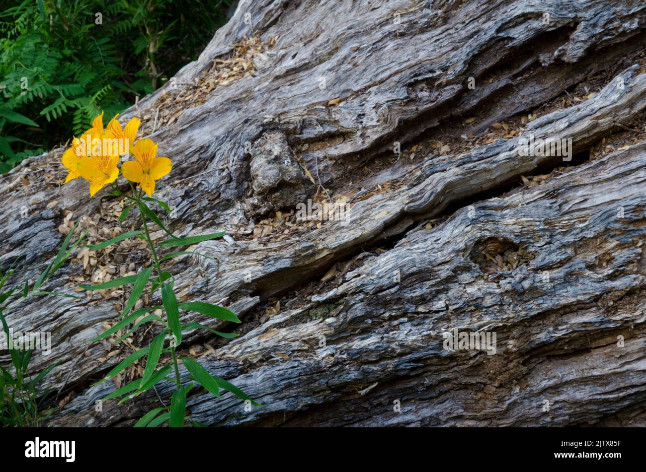 Peruvian lily (Alstroemeria aurea). Conguillio National Park. Araucania Region. Chile. Stock Photo