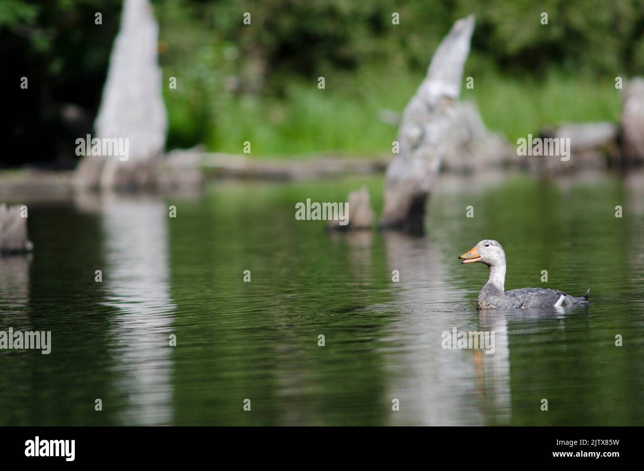 Flying steamer duck hi-res stock photography and images - Alamy