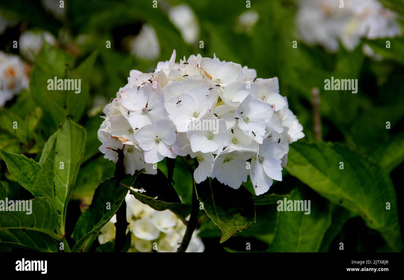 White hortensia flower, scientific name hydrangea, covered with ants, on blurred background, Terceira, Azores, Portugal Stock Photo
