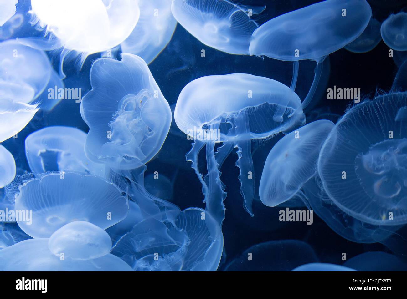 Many small jellyfish, in the water. Close up. Stock Photo