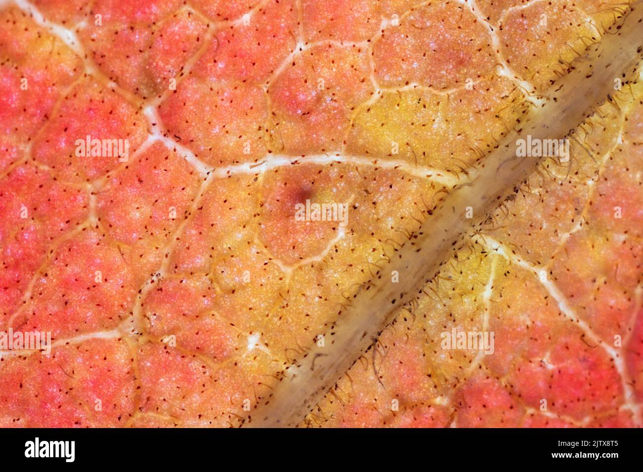 Stunning macro detail of leaf structure. Stock Photo