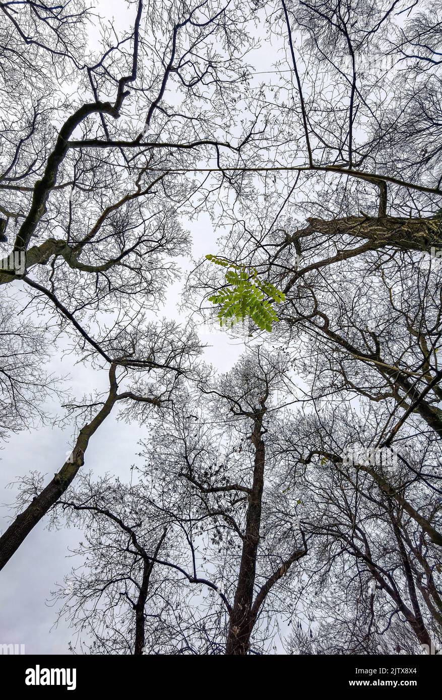 Forest Without Path Tall trees in the forest without leaves, seen from the bottom up Green ...