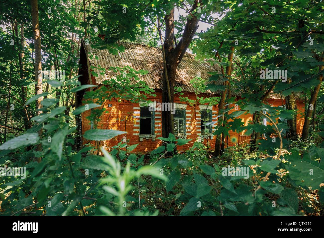 Belarus. Abandoned House Overgrown With Trees And Vegetation In Chernobyl Resettlement Zone. Chornobyl Catastrophe Disasters. Dilapidated House In Stock Photo