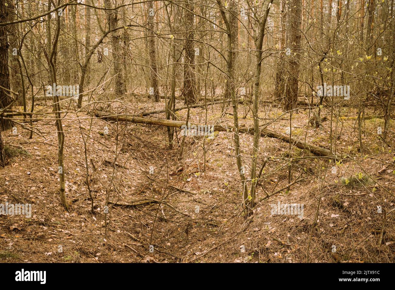 Old Abandoned World War II Trenches In Forest Since Second World War In Belarus. Early Spring or Autumn Season. Stock Photo