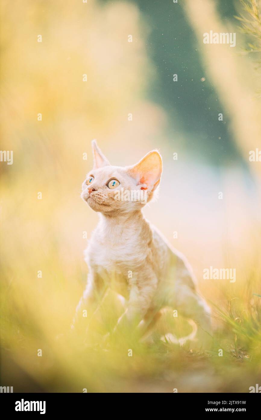 Funny Curious Young Red Ginger Devon Rex Kitten Playing In Green Grass. Short-haired Cat Of English Breed. Summertime. Stock Photo