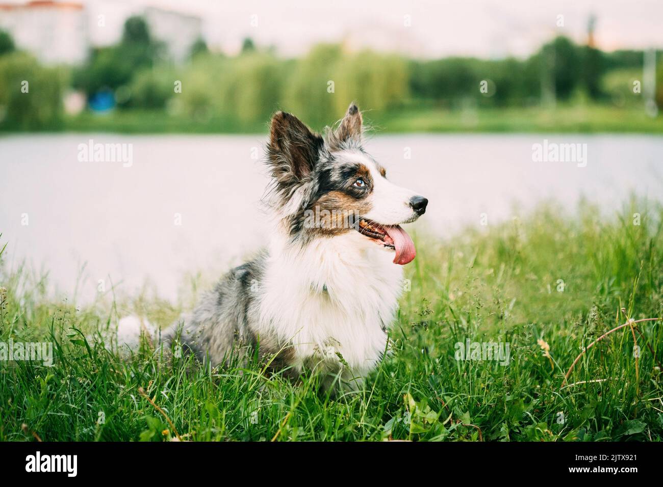 Funny Blue Merle Cardigan Welsh Corgi Dog Playing In Green Summer Grass At Lake In Park. Welsh Corgi Is A Small Type Of Herding Dog That Originated Stock Photo