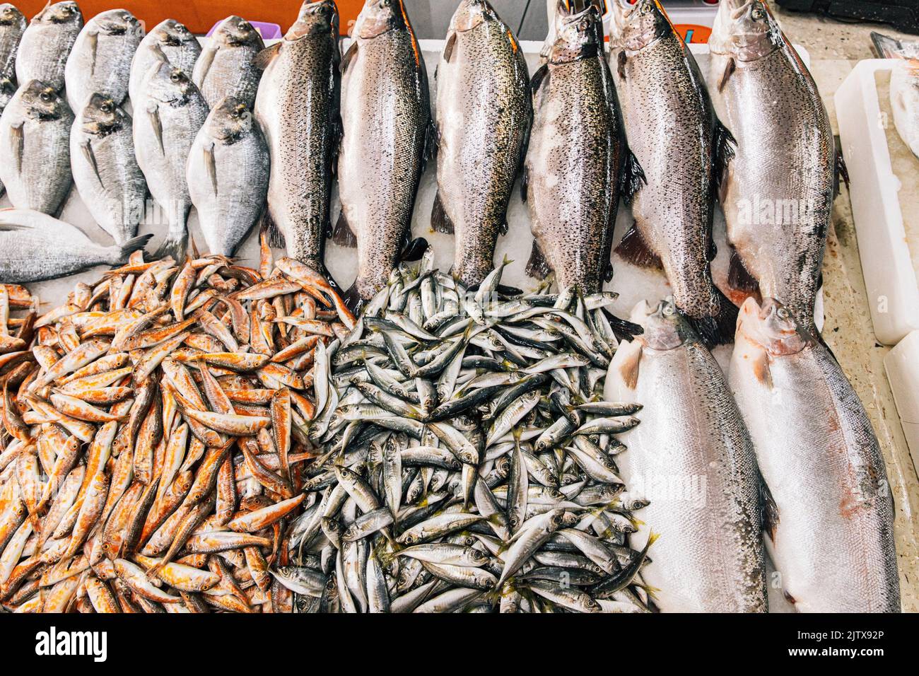 Fresh Sea Salmon, European Anchovy Fish and Mullus On Display On Ice On Market Store Shop. Seafood Fish Background. Salmon Is A Fairly Species Of Stock Photo