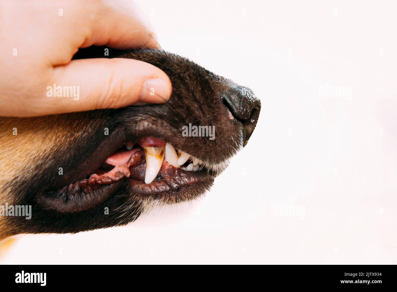 Mongrel dog teeth with cavities close up. checking dog teeth. Care of