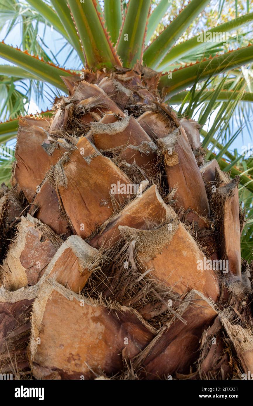 Palm tree shot from the bottom up. Stock Photo