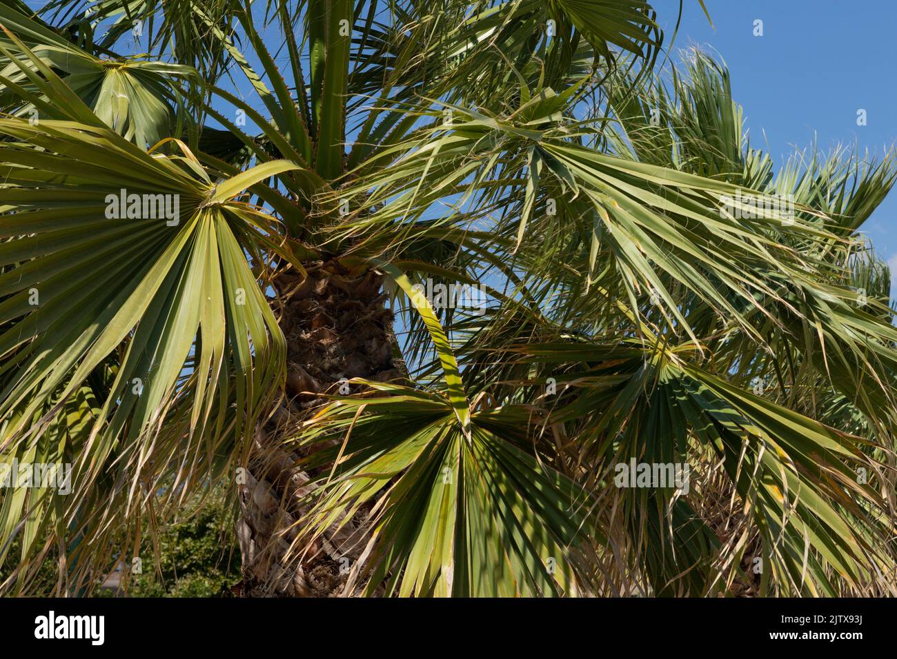 Palm tree leaves against bright blue sky. Stock Photo