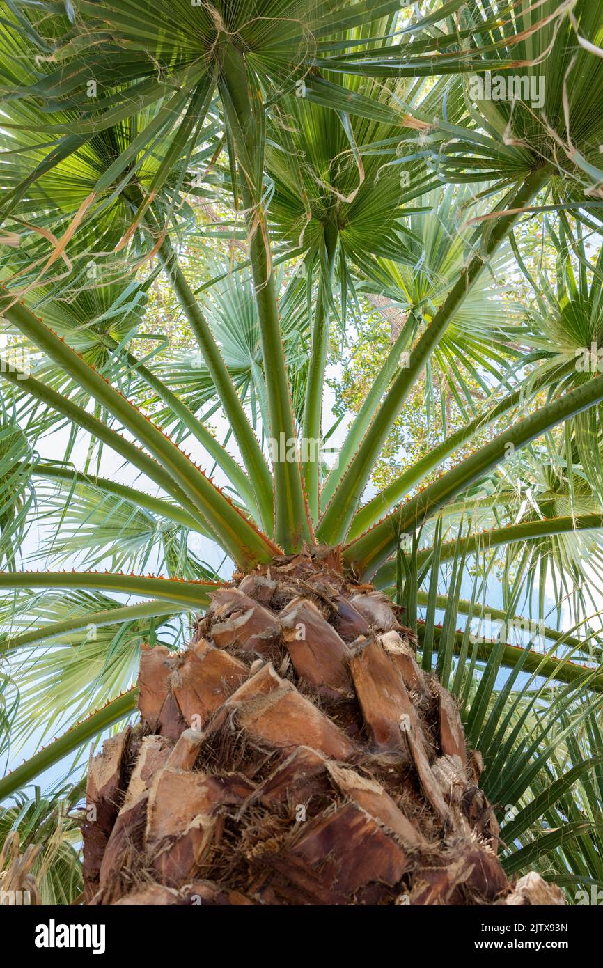 Palm tree shot from the bottom up. Stock Photo