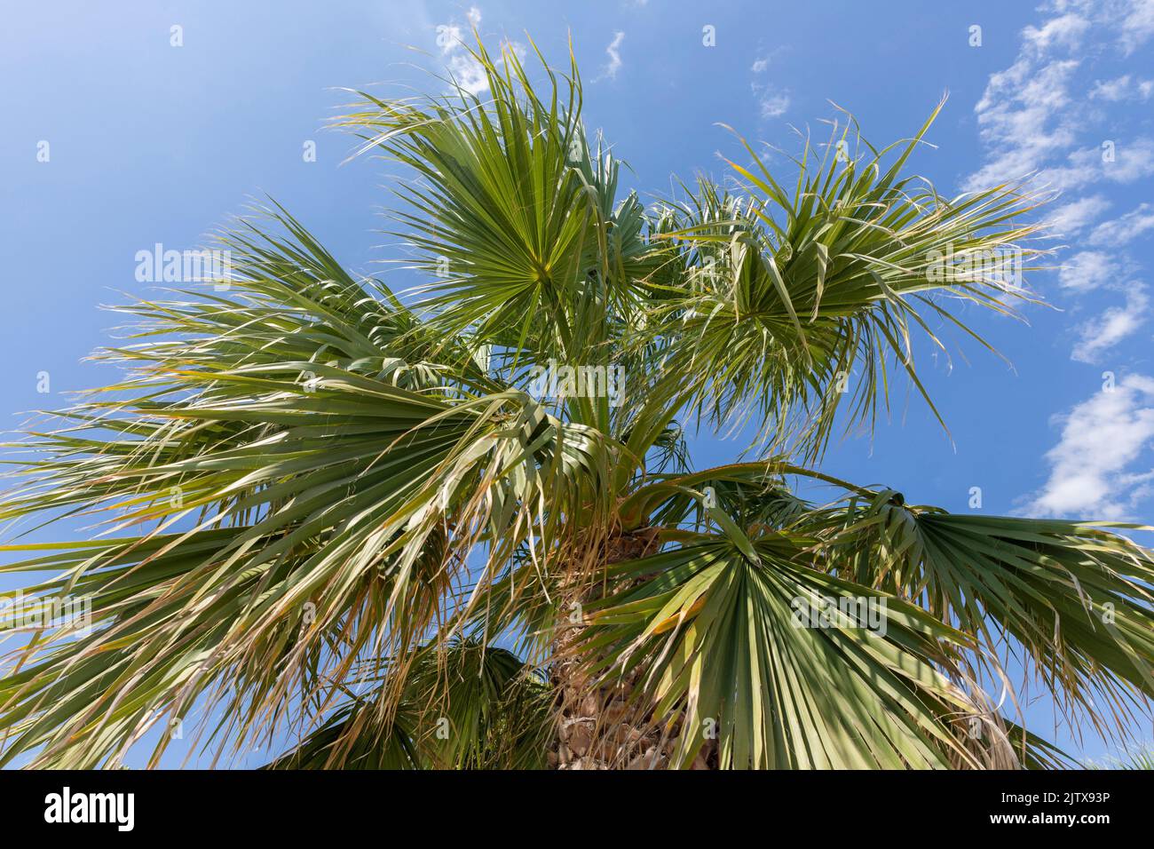 Palm tree leaves against bright blue sky. Tree Canopy. Stock Photo