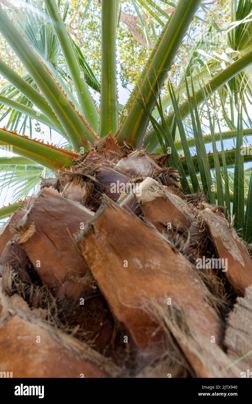 Palm tree shot from the bottom up with focus on the leaves. Stock Photo