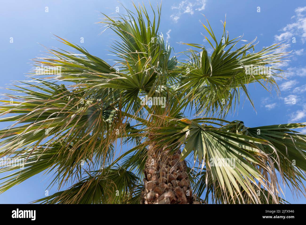 Canopy of palm leaves hi-res stock photography and images - Alamy