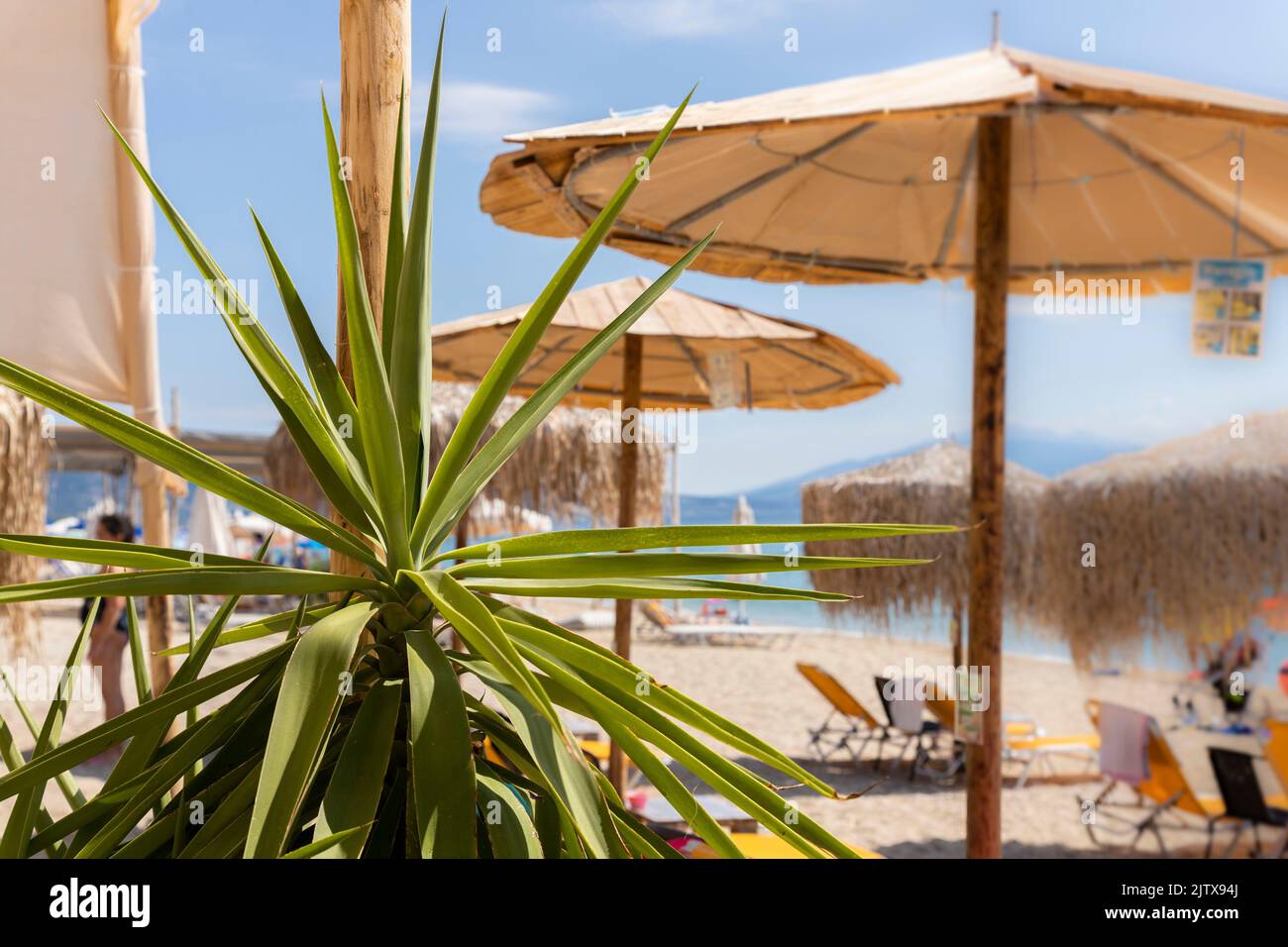 Decorative palm tree at the beach bar with umbrellas in the background. Stock Photo