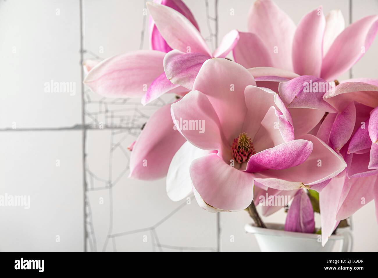 Close up of pink magnolia flowers in vase on white tile background. womans day or wedding background with copy space. high key Stock Photo