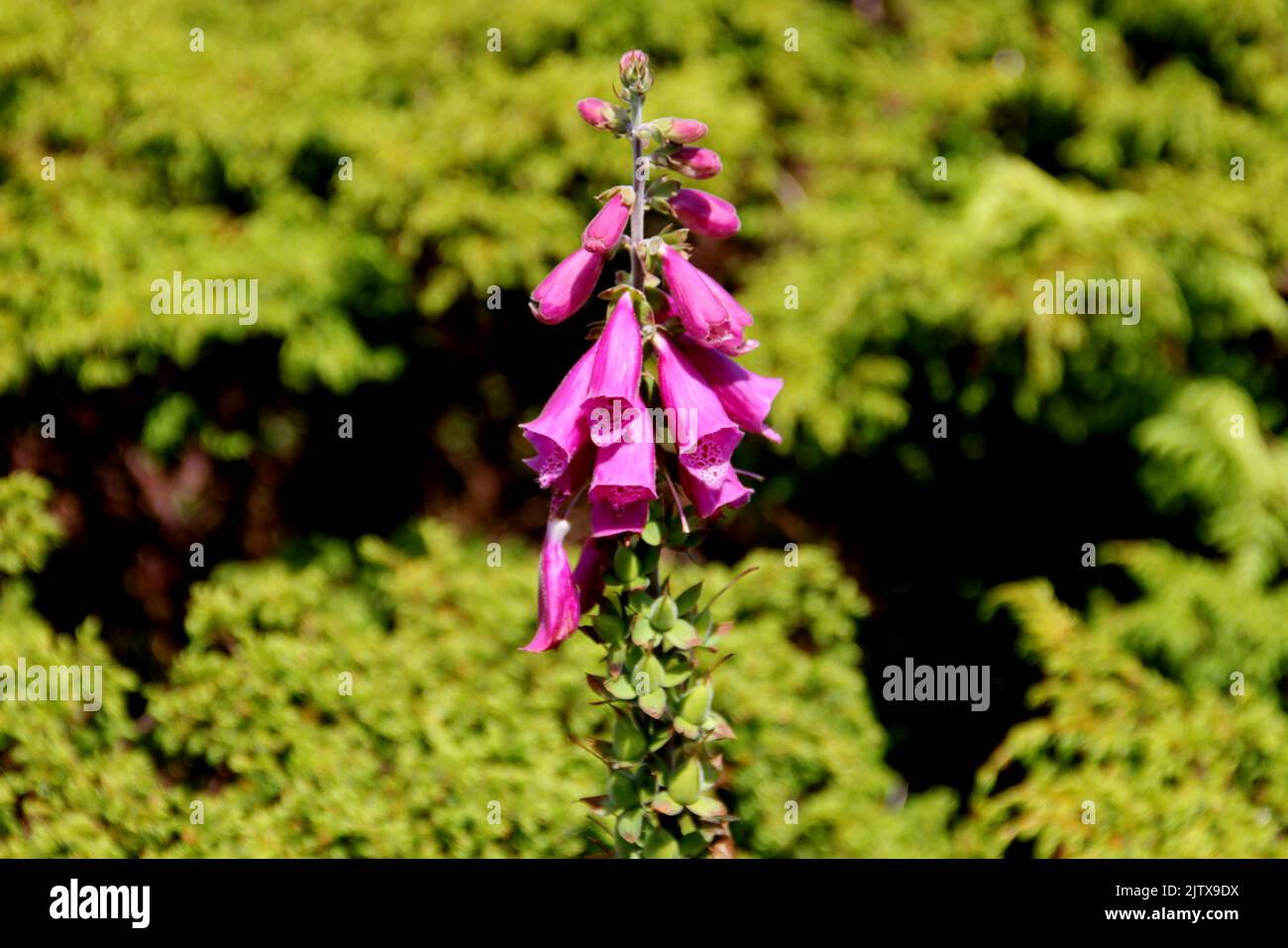Pink foxglove, wild flowers in the field, on blurred green foliage background, Sao Miguel Island, Azores, Portugal Stock Photo