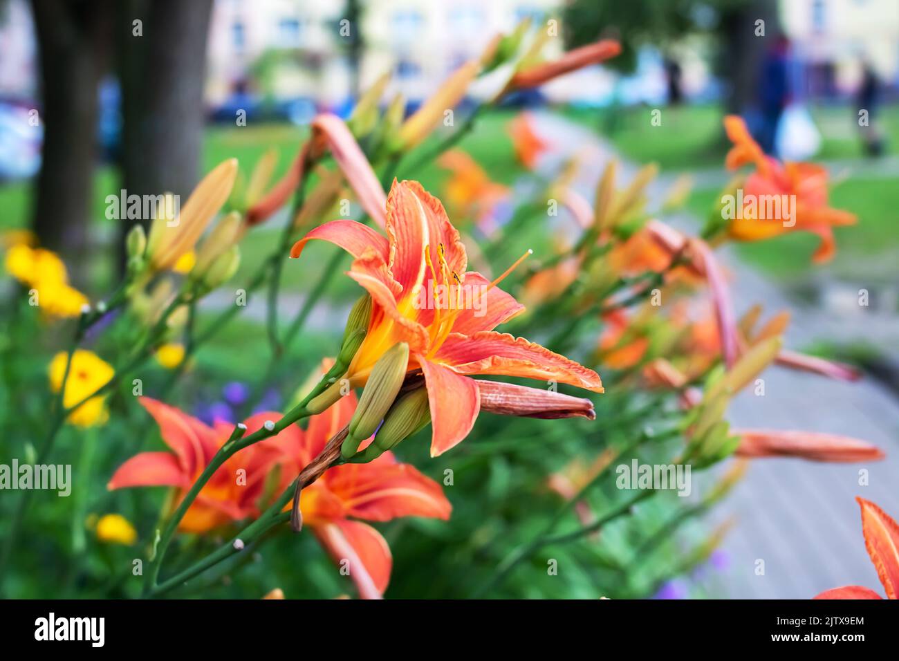 Red lily flower among the greenery in the flower bed Stock Photo - Alamy