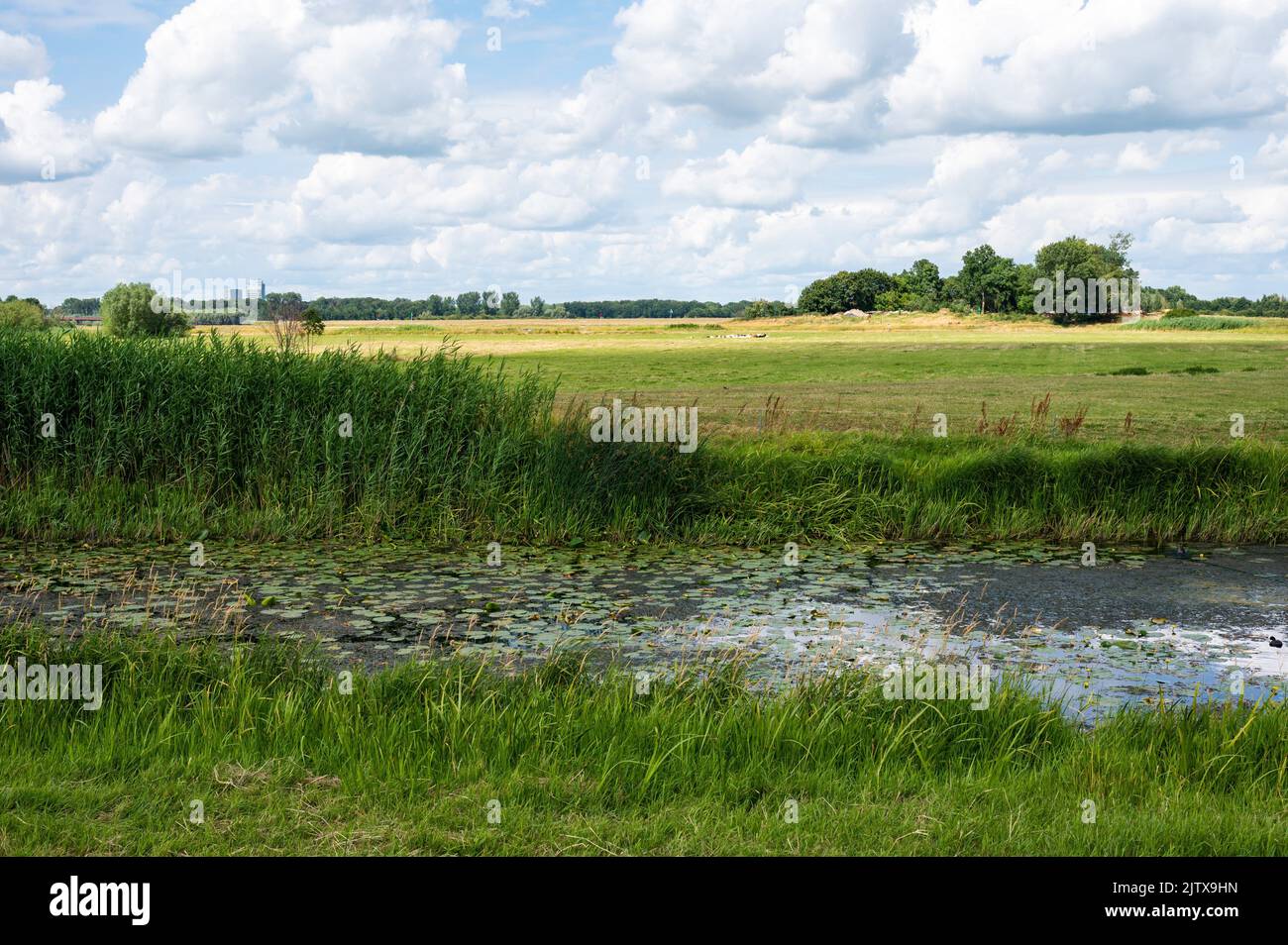 Panoramic view over the green wetlands around the River IJssel, Hattem, The Netherlands. Stock Photo