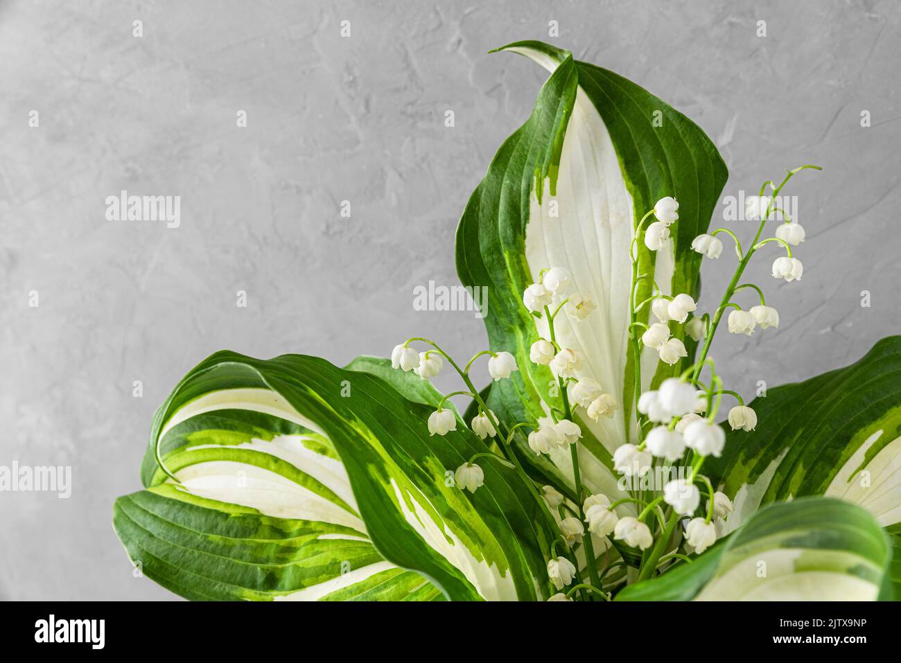 Spring lily of the valley flowers bouquet on gray concrete background. Wedding or holiday concept Stock Photo