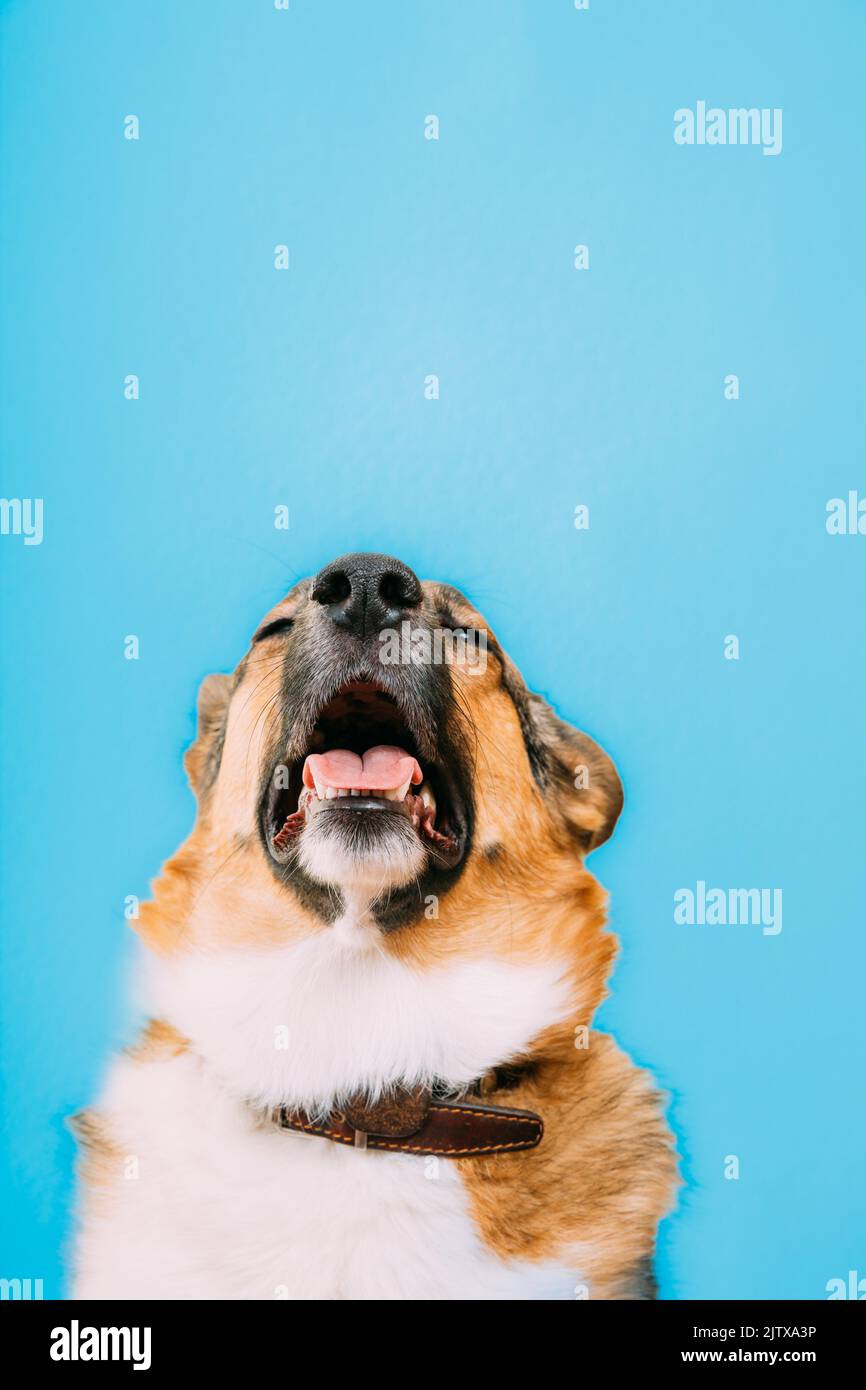 Portrait of mongrel dog sneezes, runny nose. Portrait of mixed-breed mongrel dog with open mouth, sticking out his tongue and eyes closed. Cold Stock Photo