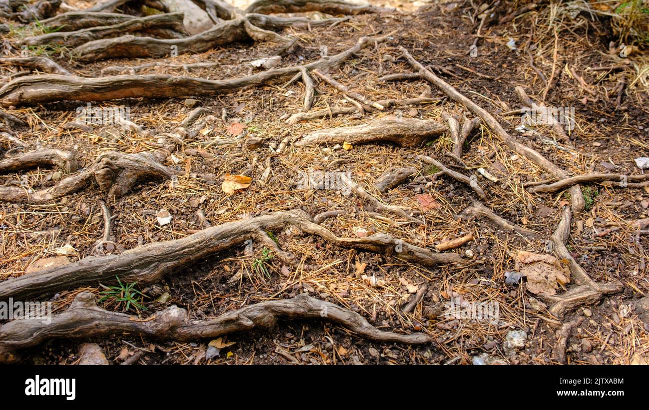 Forest hiking trail. The roots are visible because tourists have trampled the ground and erosion has washed away the sand between the roots. Stock Photo