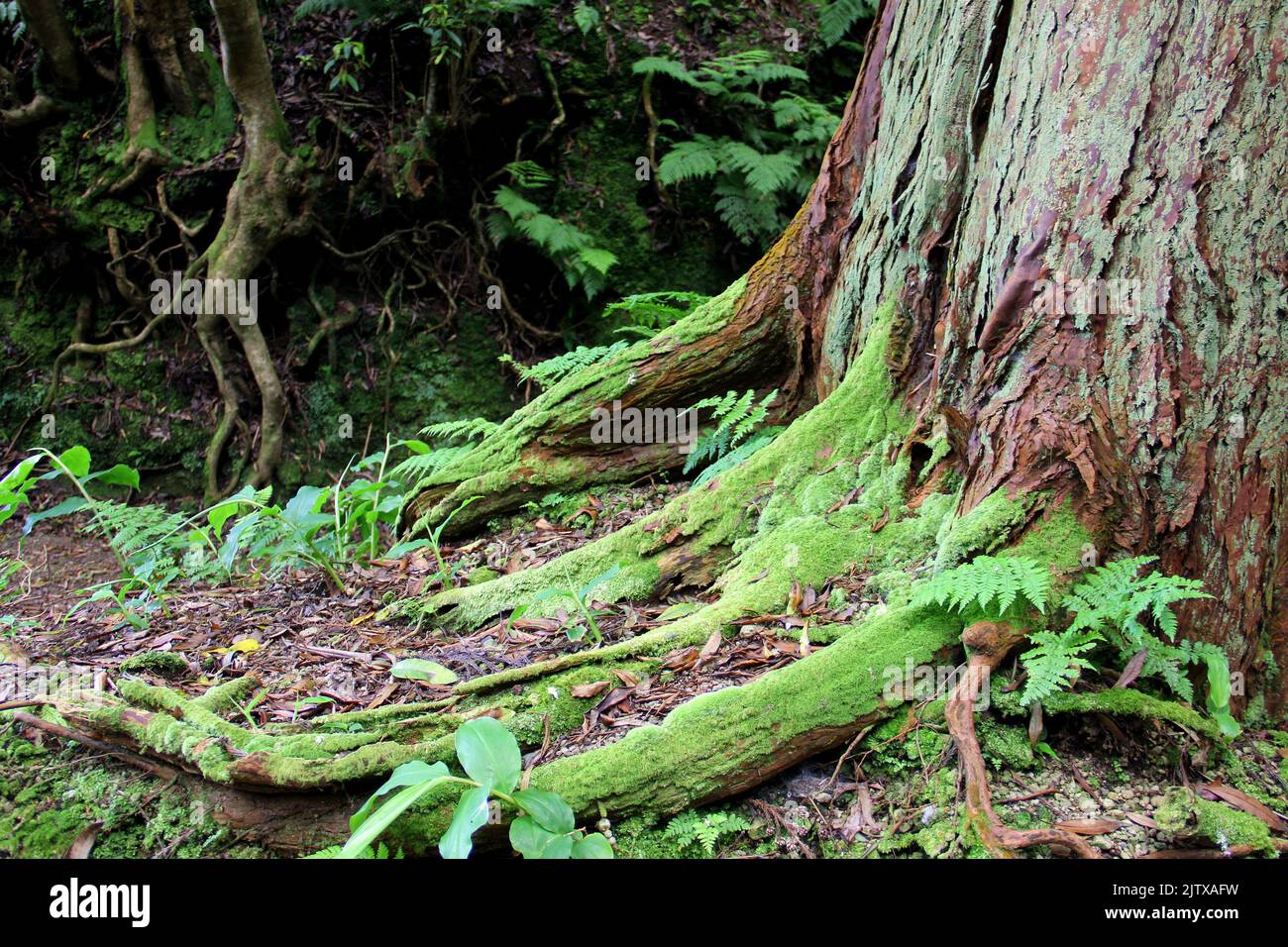 Underbrush of fern and moss around the base of a tree in the forest, Terceira Island, Azores, Portugal Stock Photo