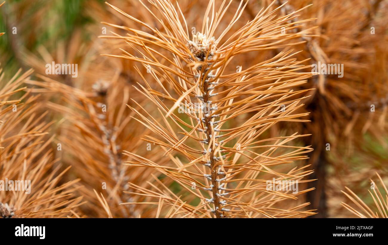 A dead pine branch with needles in the Slovakian paradise nature park