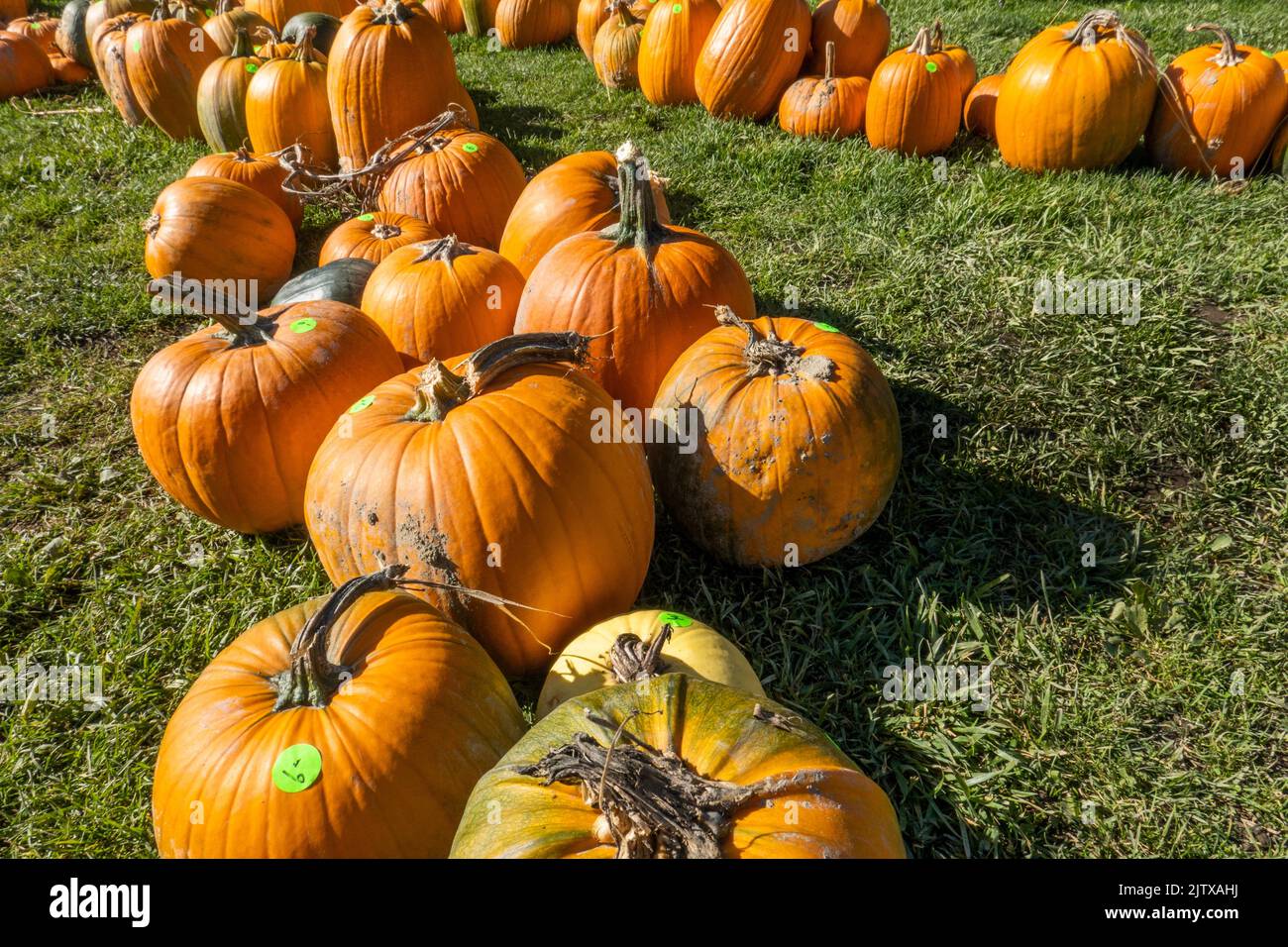 pumpkins at a farm on Westham Island, Delta, BC, Canada. Stock Photo
