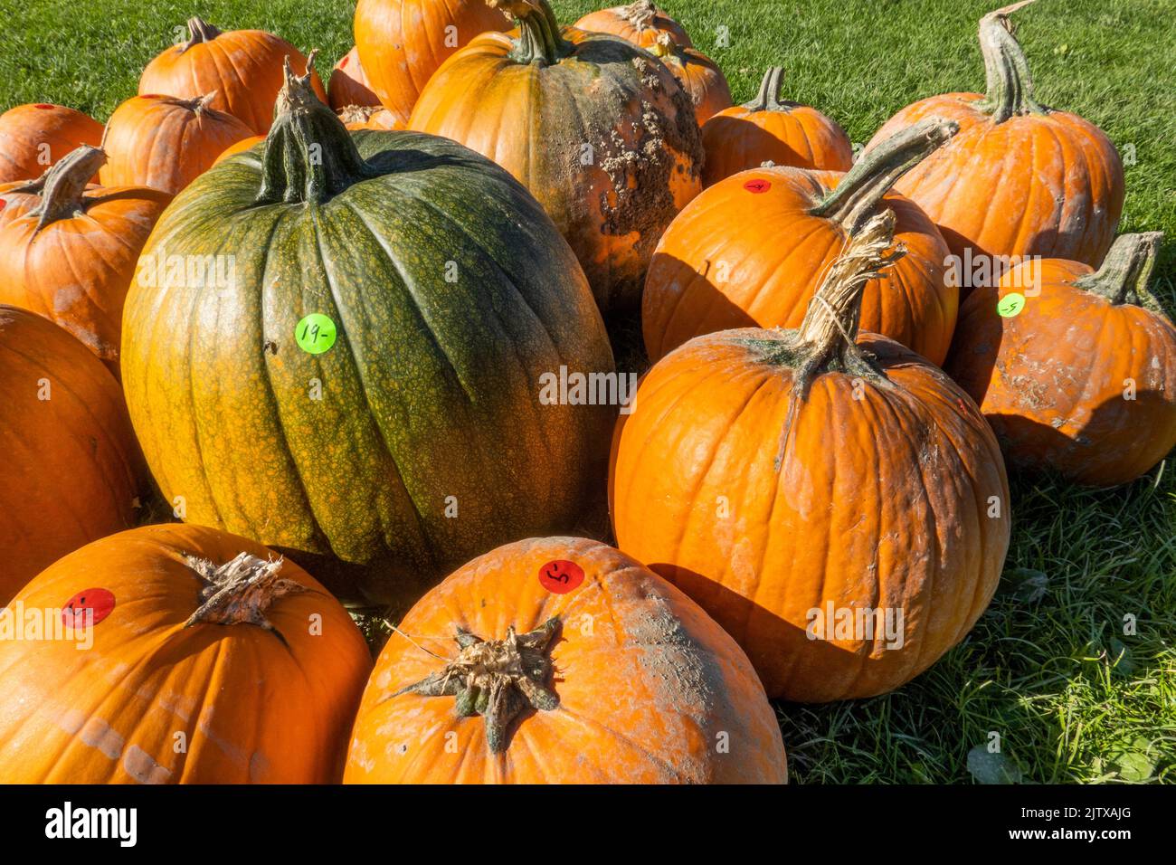 pumpkins at a farm on Westham Island, Delta, BC, Canada. Stock Photo