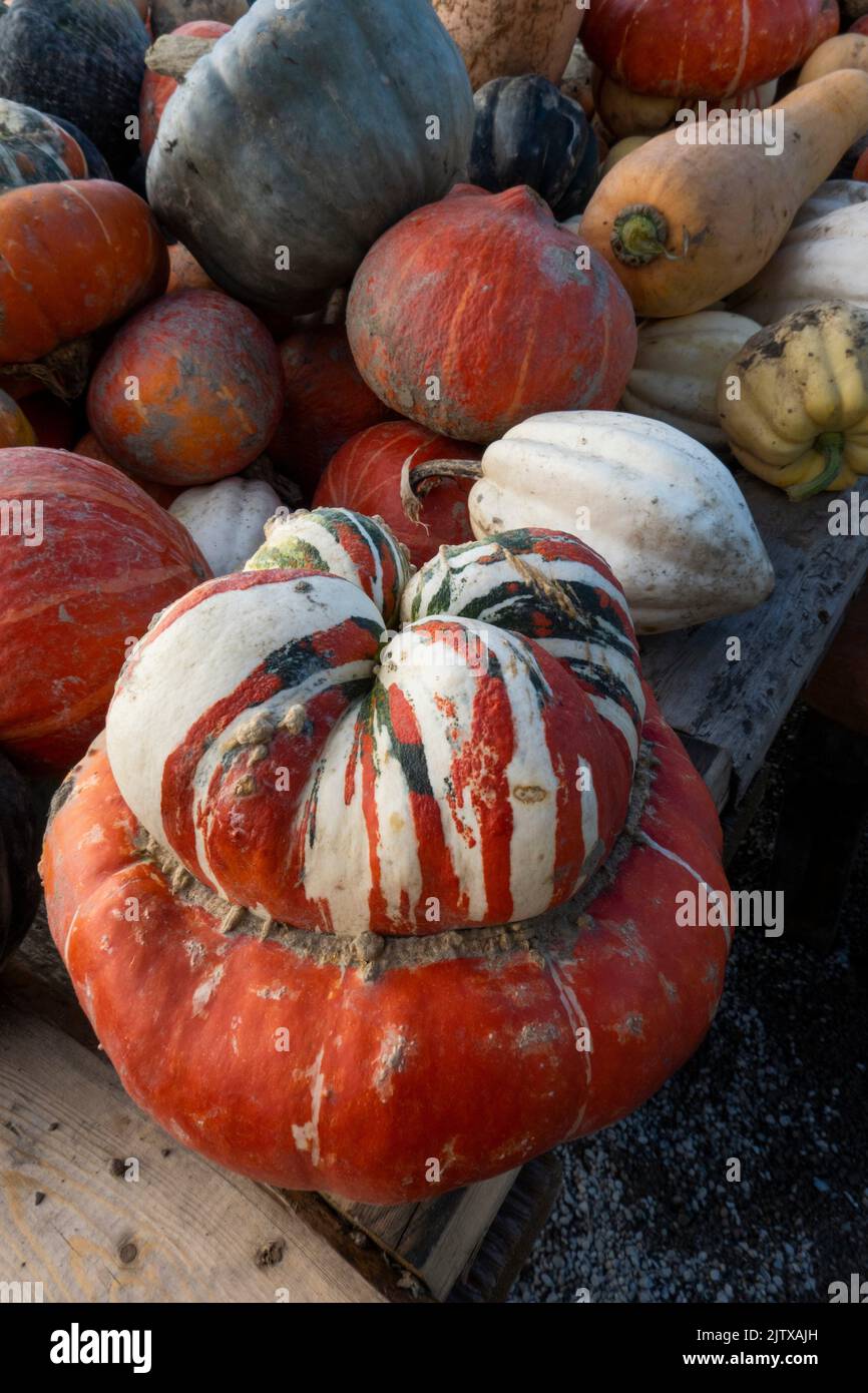 pumpkins at a farm in Richmond, BC, Canada. Stock Photo