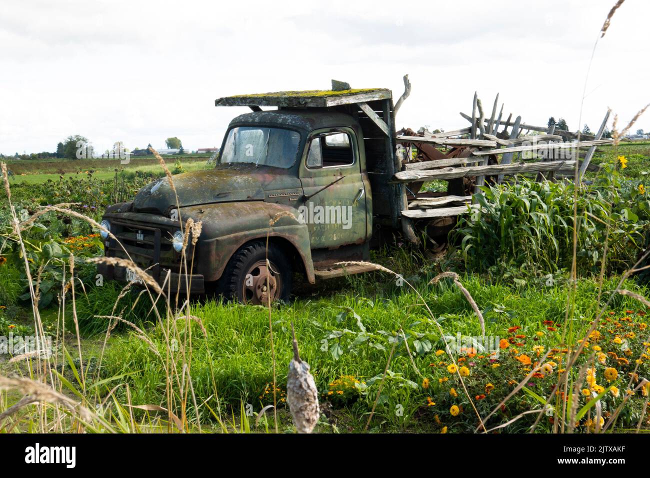 An old truck on a farm on Westham Island, Delta, BC, Canada. Stock Photo