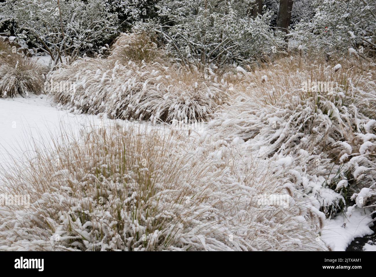 snow in a garden in West Vancouver, BC, Canada. Stock Photo
