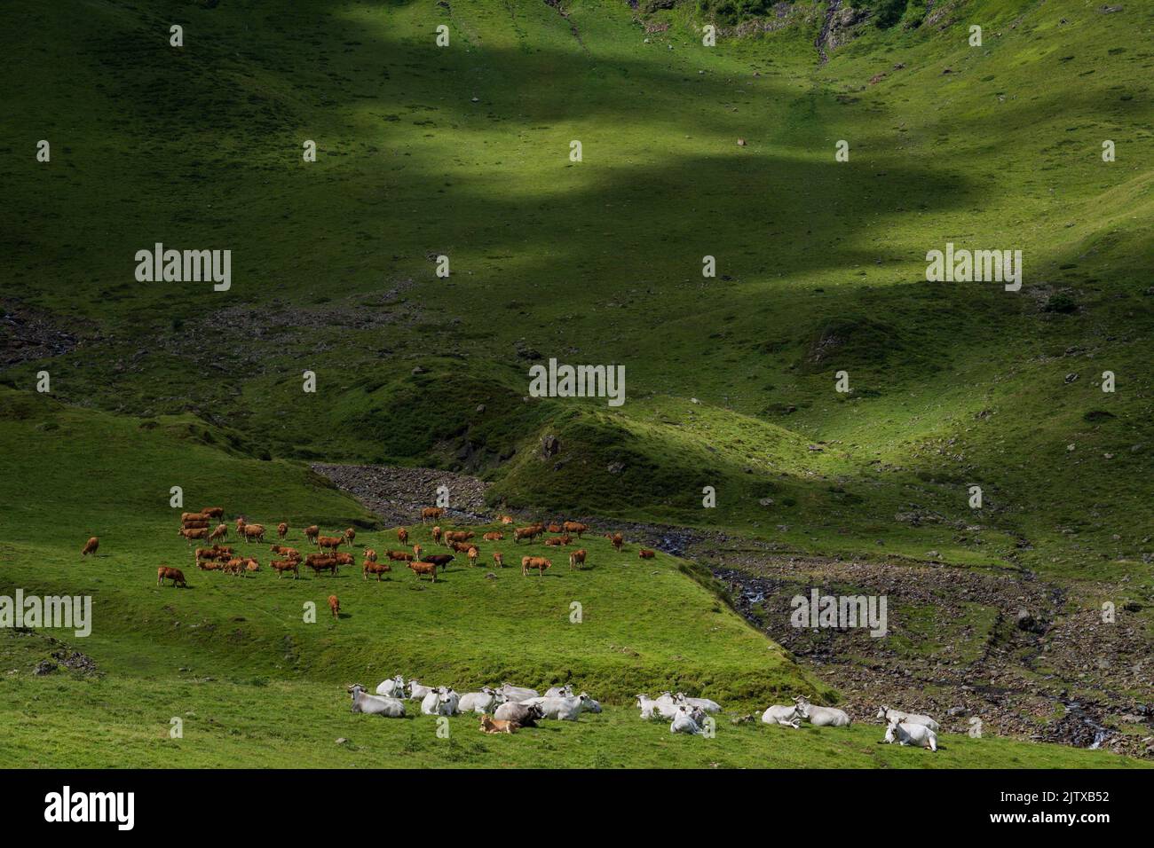 Hourgade Peak, herd of cows grazing on L´Ourtiga, Luchon, Pyrenean mountain range, France. Stock Photo