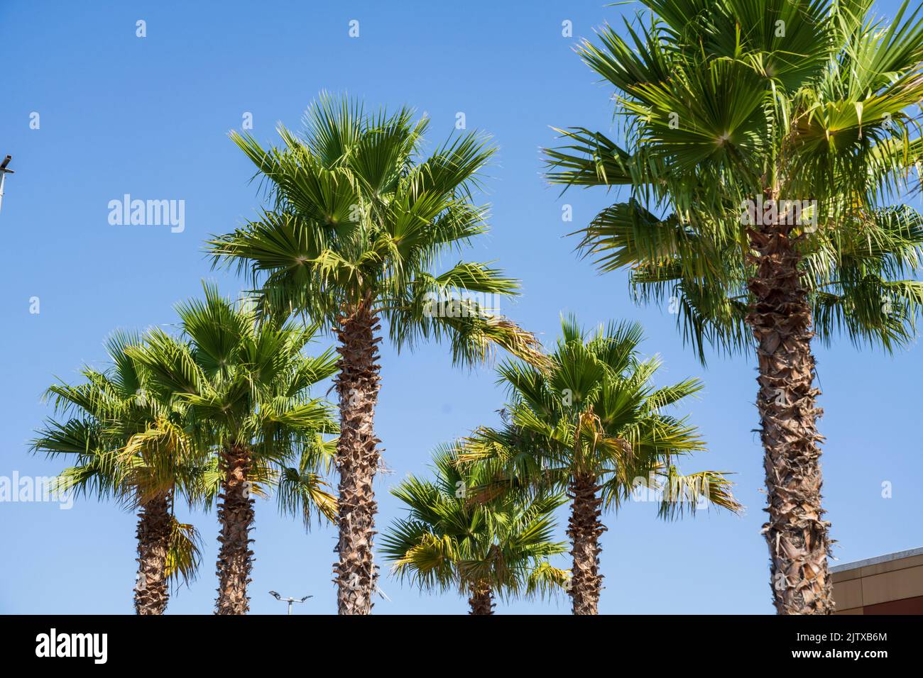 Washingtonia robusta, Mexican fan palm, family Arecaceae, FAN shopping center, Palma de Mallorca, Spain. Stock Photo