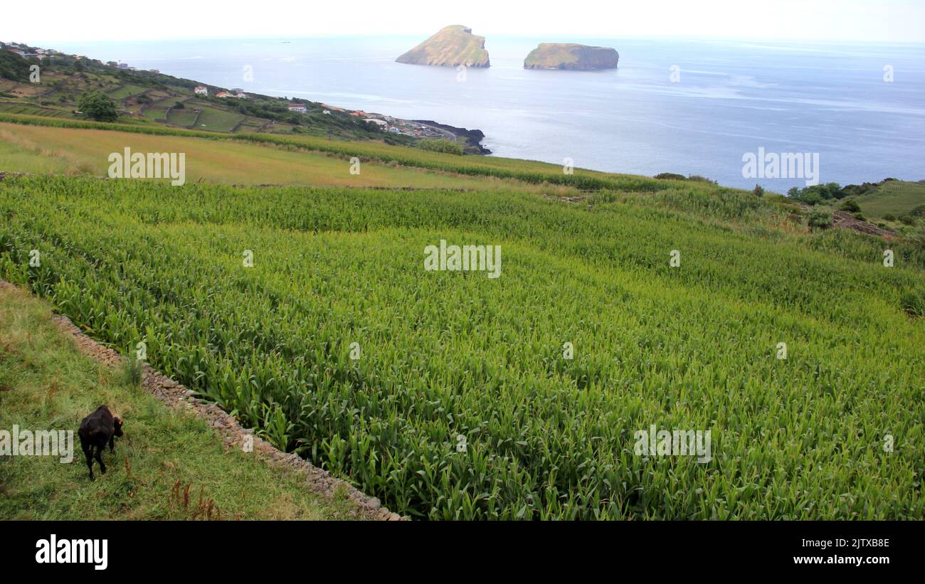 Rural landscape, pastures and stone fences, sloping toward the ocean, from Serra da Ribeirinha, Cabras Islets in the background, Terceira, Azores Stock Photo