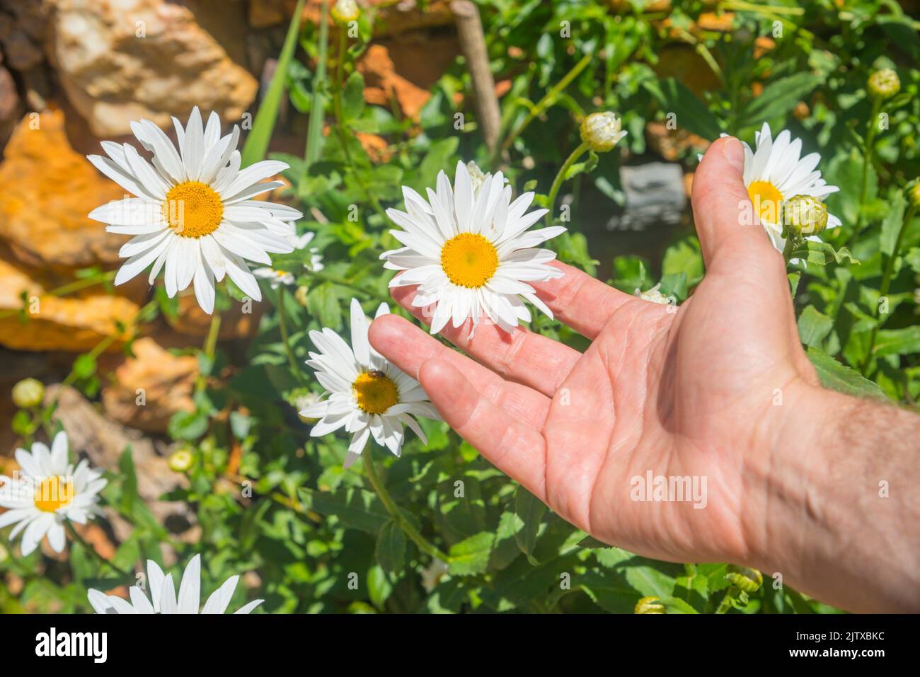 Man’s hand holding a daisy flower. Stock Photo