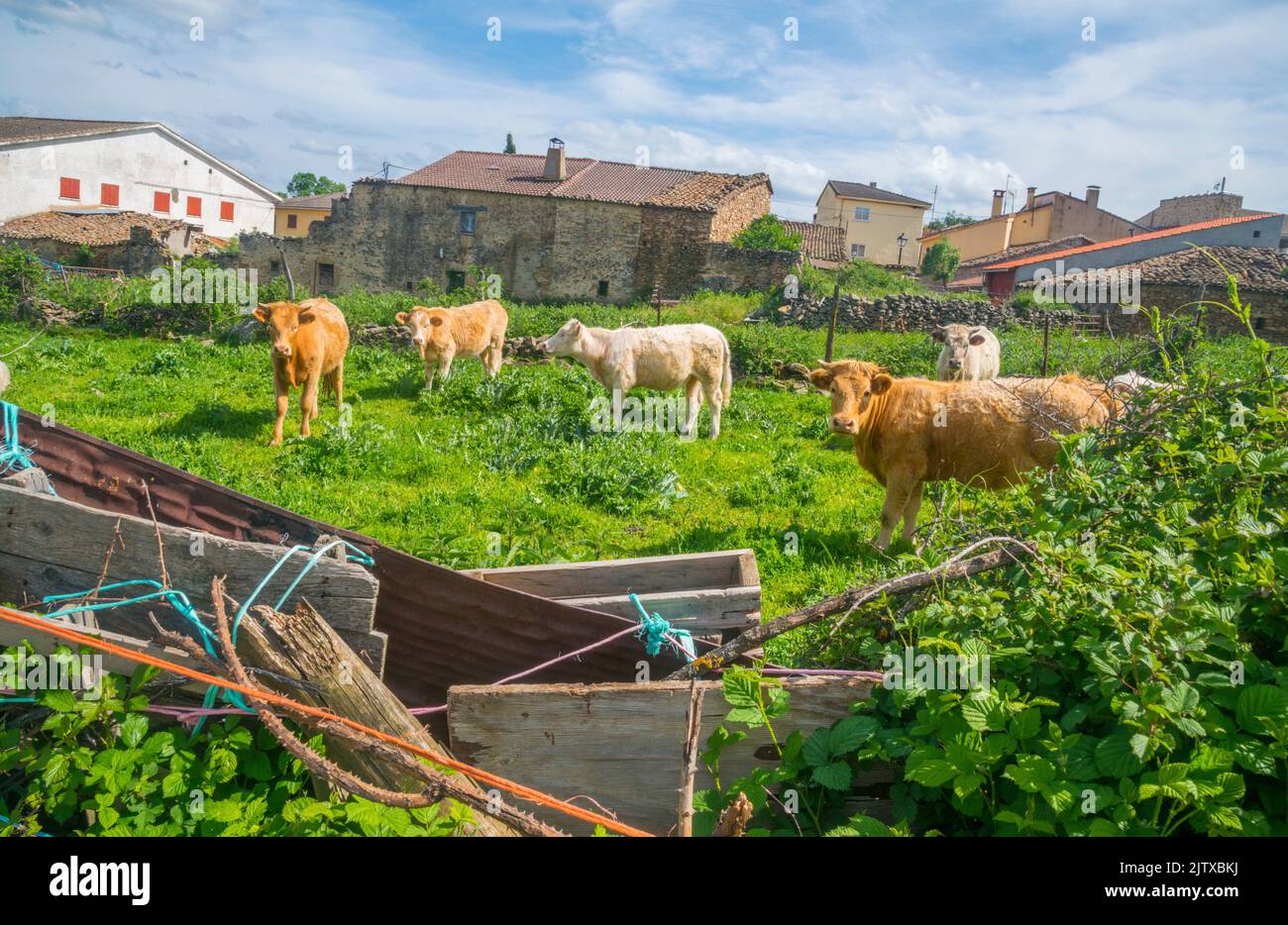 https://c8.alamy.com/comp/2JTXBKJ/cows-in-a-pen-piuecar-madrid-province-spain-2JTXBKJ.jpg