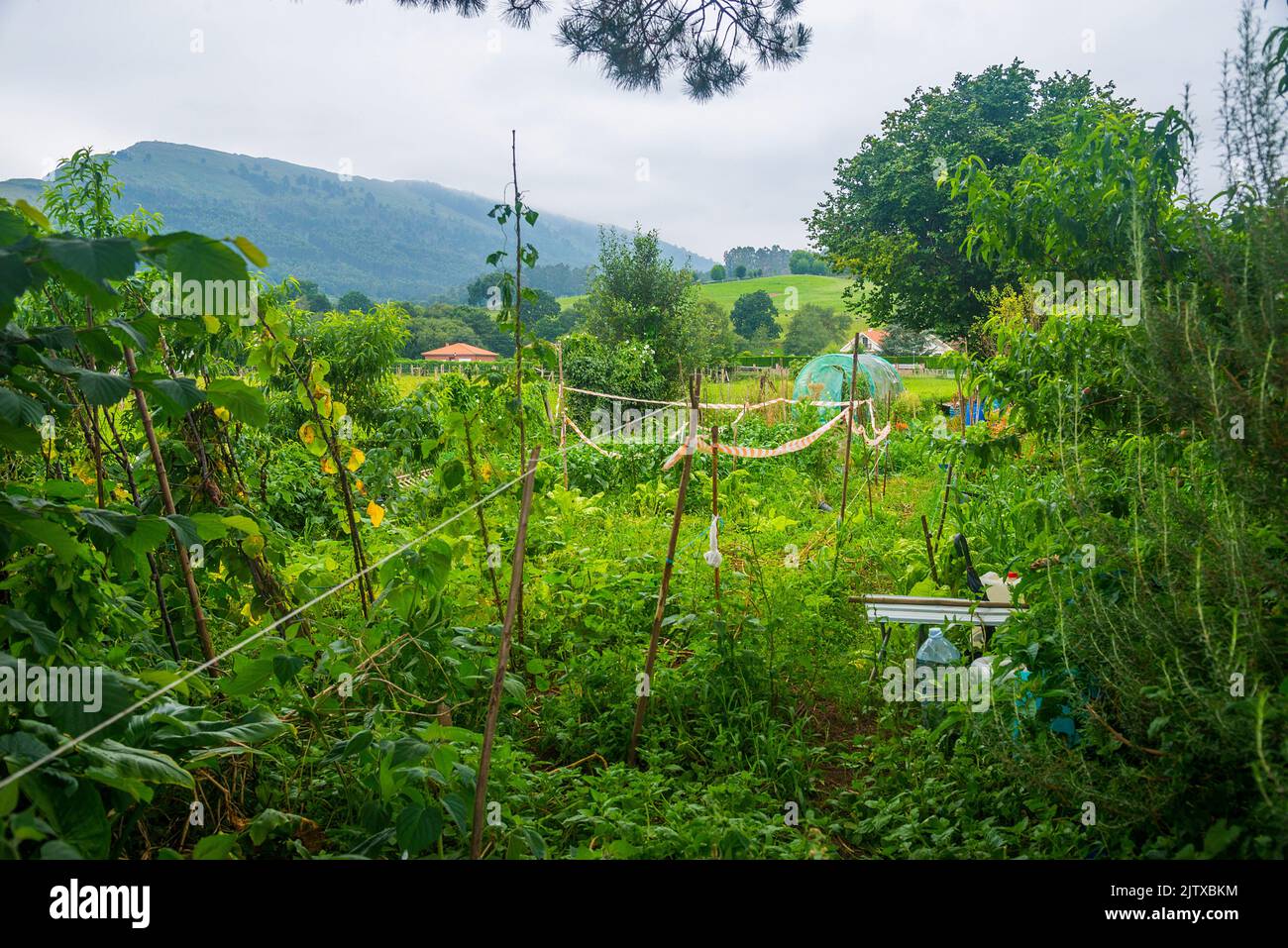 Vegetable garden. Carrejo, Cantabria, Spain. Stock Photo