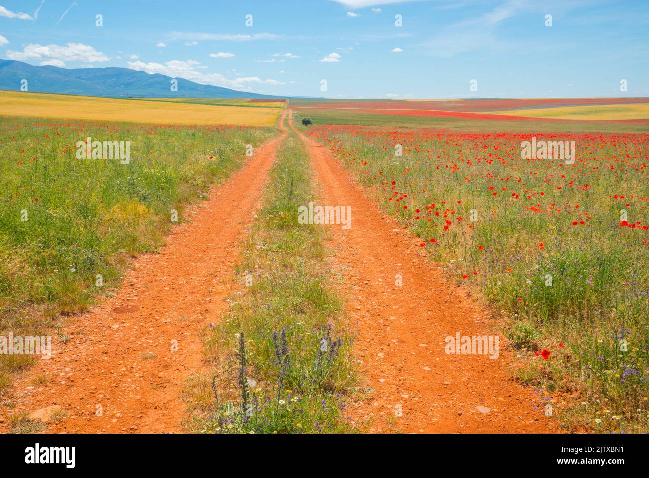 Way. Ligos, Soria province, Castilla Leon, spain. Stock Photo