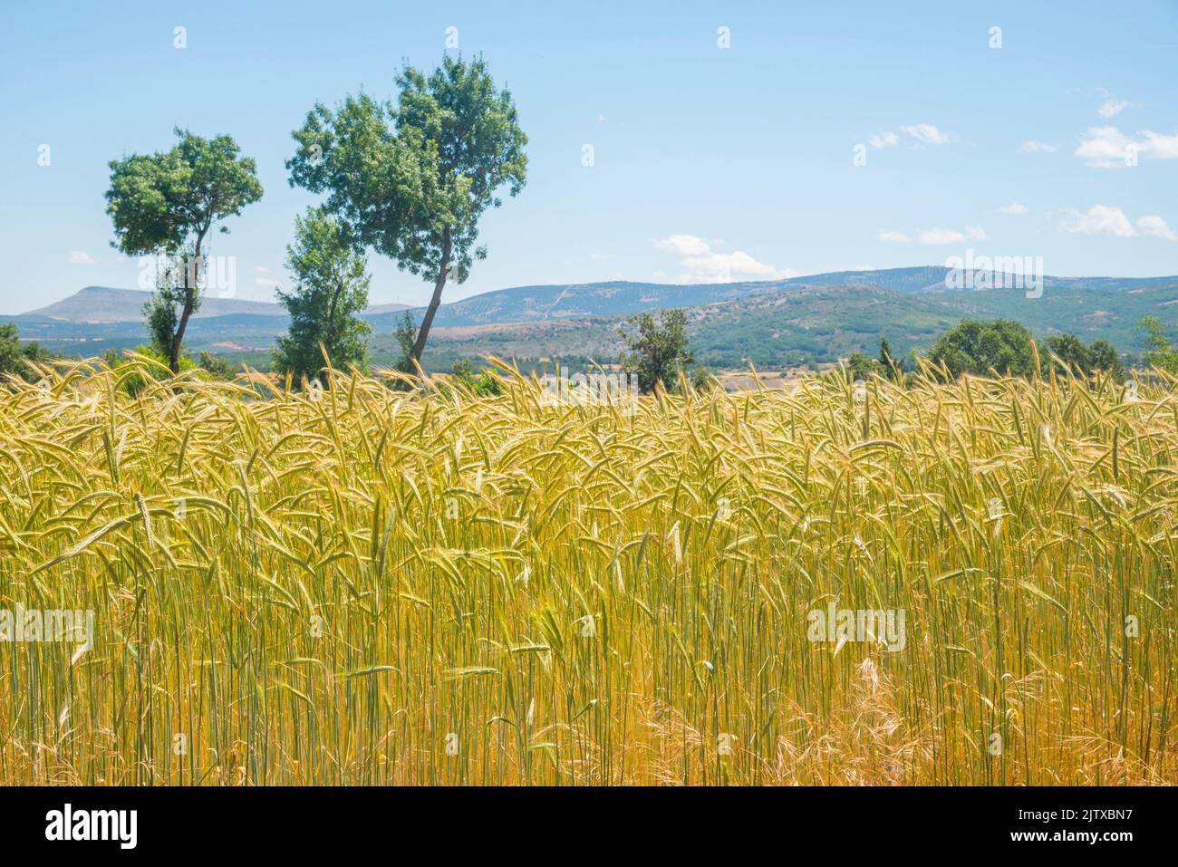 Wheat field. Martin Muñoz de Ayllon, Segovia province, Castilla Leon, Spain. Stock Photo