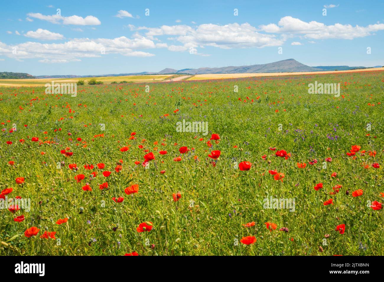 Poppy field. Ligos, Soria province, Castilla Leon, Spain. Stock Photo