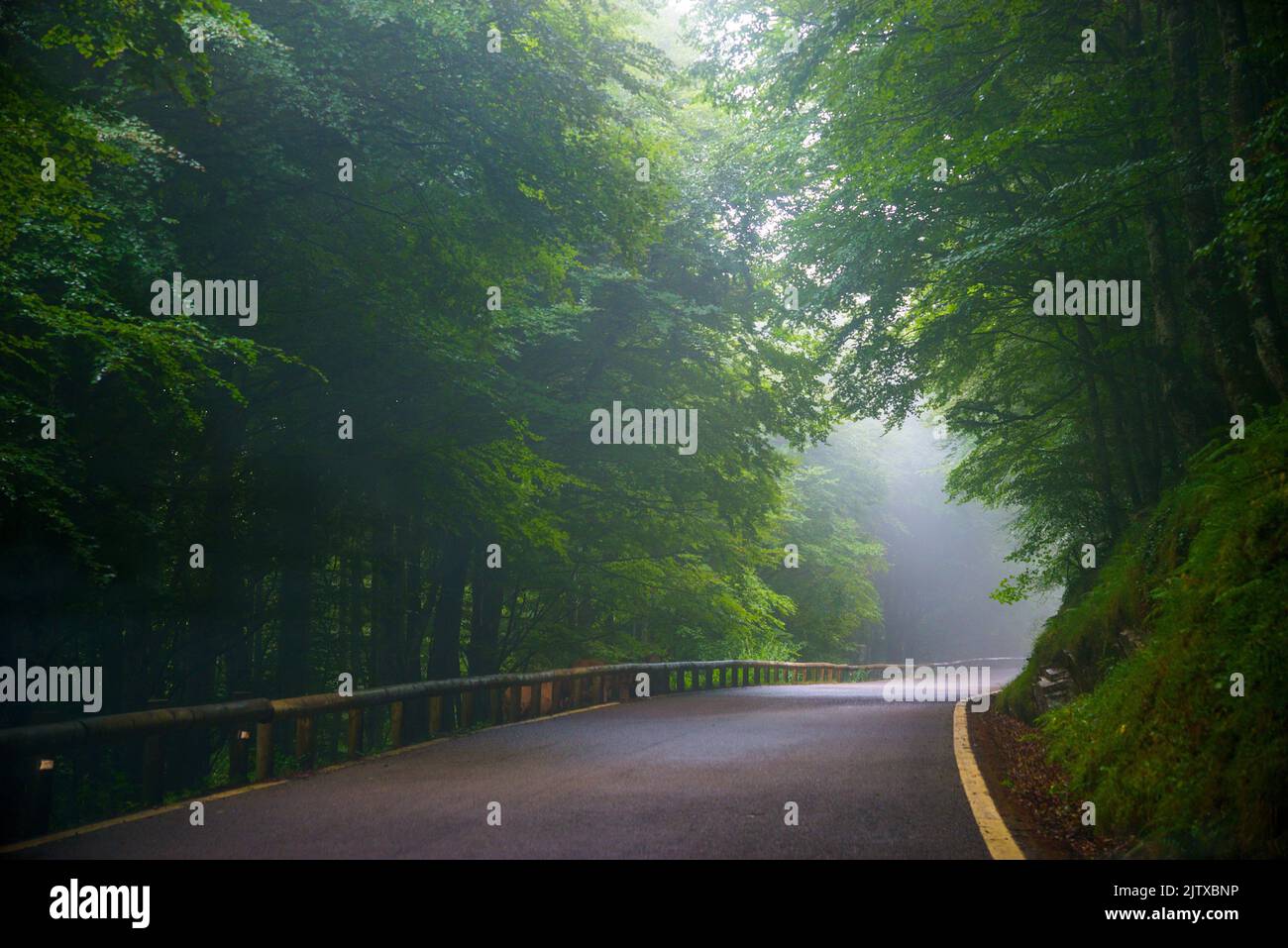 Road in the mist. Saja Nature Reserve, Cantabria, Spain. Stock Photo