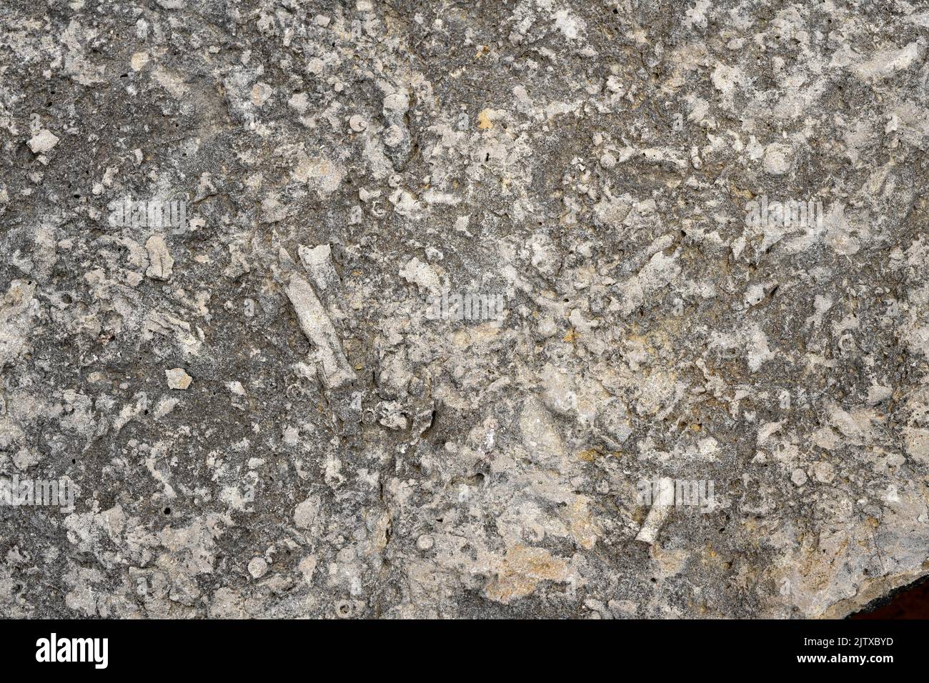 Various marine fossils in Cabo Carvoeiro, Peniche, Portugal. Stock Photo